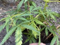 photo161460.jpg