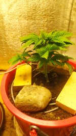 IMG_20230212_121655.jpg