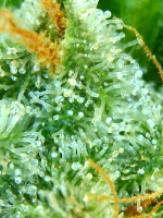 photo161643.png