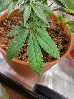 jack3[1].jpg