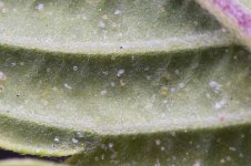 Spider-Mite-Eggs-on-the-Underside-of-a-Leaf.jpg