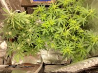 IMG_20230306_131631_HDR[1].jpg