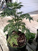 freak5[1].jpg