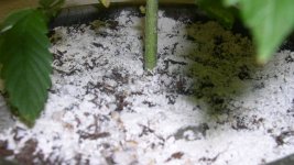diatomaceous-earth-03.jpg