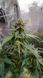 IMG_20230322_174348_HDR[1].jpg