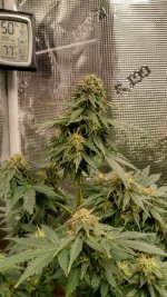 IMG_20230322_174123_HDR[1].jpg