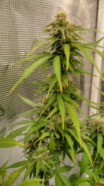 jack_auto2[1].jpg