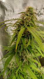jack_auto3[1].jpg