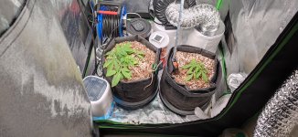 31_grow_tent.jpg