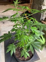 TVR.jpg