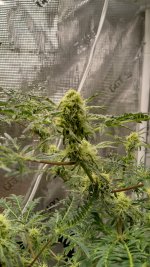 freak3[1].jpg