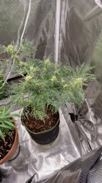 freak4[1].jpg
