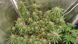 IMG_20230418_164057_HDR[1].jpg
