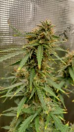 IMG_20230418_164028_HDR[1].jpg