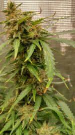 IMG_20230418_164015_HDR[1].jpg