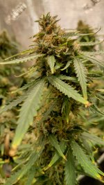 IMG_20230418_164005_HDR[1].jpg