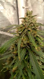IMG_20230418_163952_HDR[1].jpg