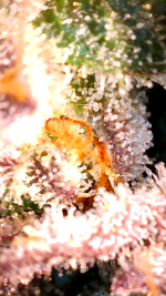 2023_04_21_04_25_15_678.png