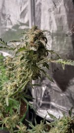 FK3[1].jpg