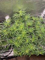 photo163620.jpg