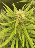 photo163652.jpg