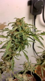 IMG_20230511_162512_HDR[1].jpg