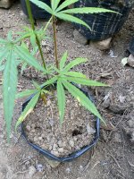 photo164139.jpg