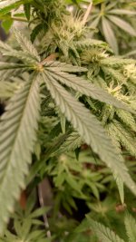 IMG_20230528_174136_HDR[1].jpg