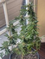 sill grow.jpg