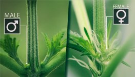 How-To-Identify-A-Male-Plant__EafheJtSE19Zph10.jpg