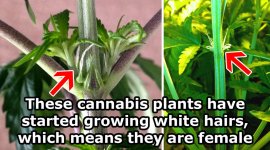 female-pistils-preflowers.jpg