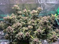 Brucilda B4 Harvest Tier 1.jpg