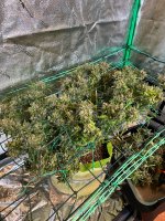 Brucilda After Harvest Tier 1.jpg