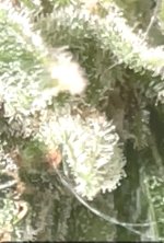 Tier 1 Bud Trichomes Closein.jpg