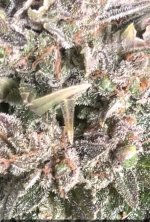 Other Tier 1 Bud Trichomes.jpg