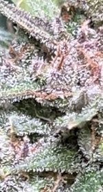 Tier 1 Bud Trichomes.jpg
