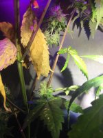 lower buds1.jpg