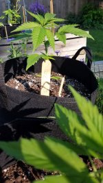 03-f2.jpg