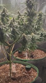 IMG_20230617_133433_HDR[1].jpg