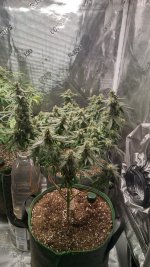 IMG_20230617_133344_HDR[1].jpg
