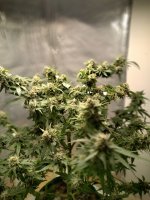 PI[1].jpg