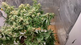 PI1[1].jpg