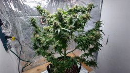 PI2[1].jpg