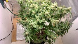 PI3[1].jpg
