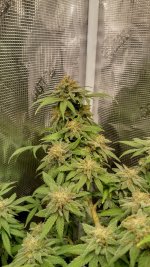 Flw3[1].jpg