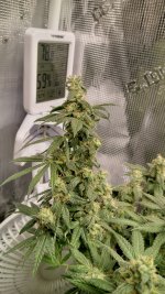 Flw5[1].jpg