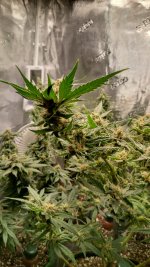Flw6[1].jpg