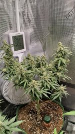 DP3[1].jpg