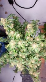 CHB[1].jpg