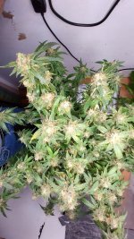 CHB1[1].jpg